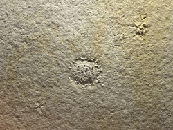 hydromedusen_1200.jpg