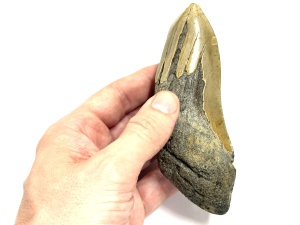 megalodon_03_1200.jpg