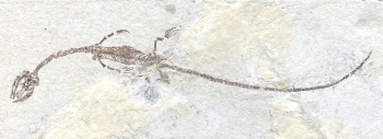 schwimmsaurier_03_1200.jpg